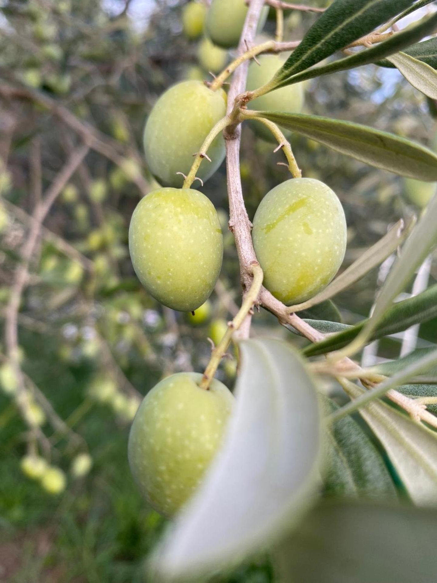 Agriturismo La Luciana 卡斯蒂里昂纳·德拉佩 外观 照片